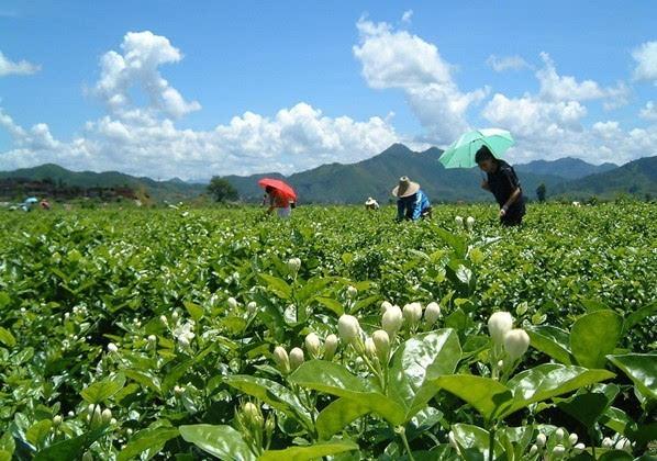 中国茉莉之乡”广西横县借“一带一路”飘香世界