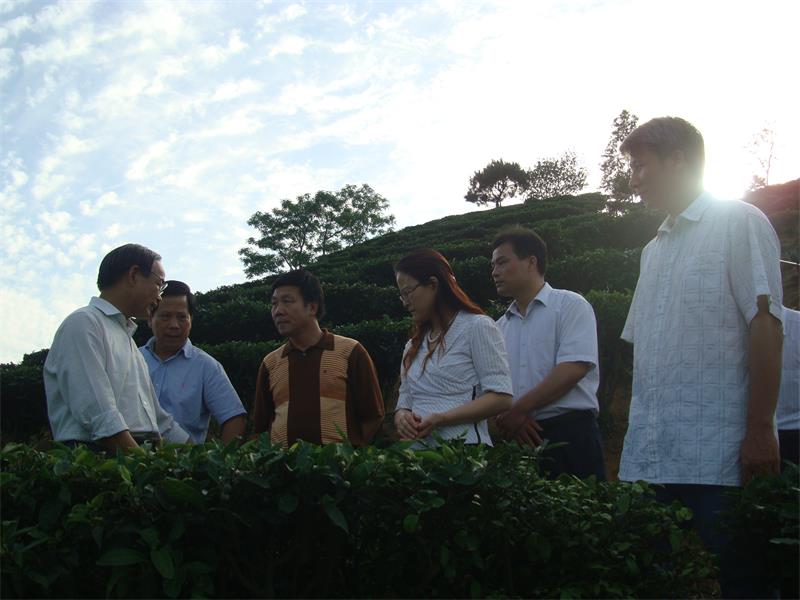 横县南山白毛茶制作技艺